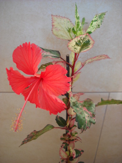004> il adoor! - HIBISCUS - 2012