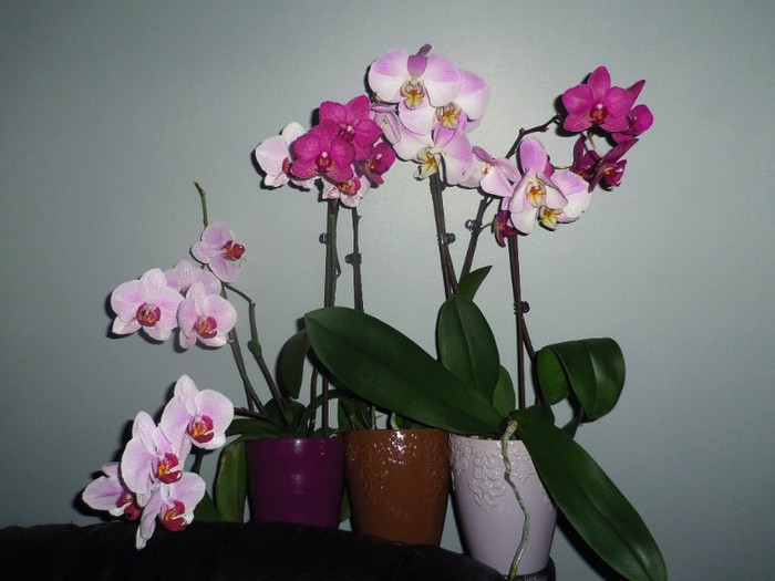 03 aug.2012 - 2012 Orhidee