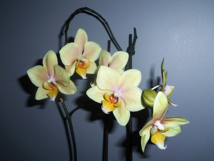 03 aug. 2012 - 2012 Orhidee