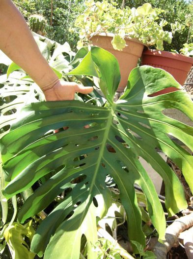 filodendron monstera - Plantele diverse 2012