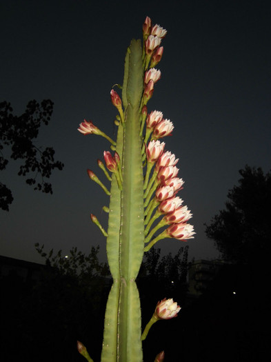 31-06-2012 - Plantele diverse 2012