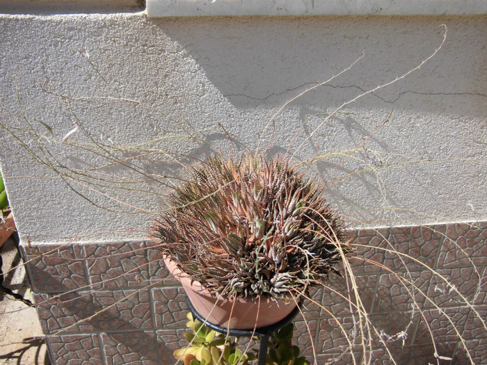 Haworthia fasciata - Plantele diverse 2012