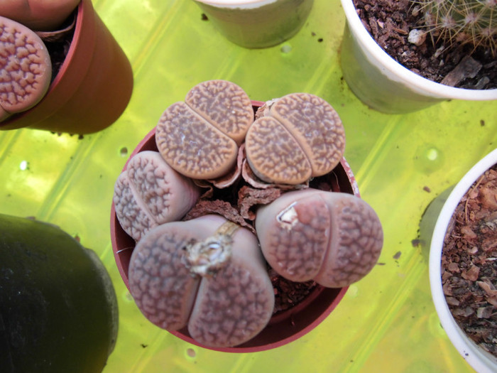 Lithops