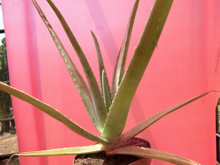 Aloe Barbadensis (Aloe vera)