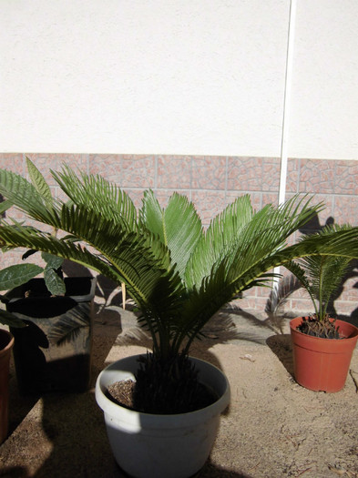 Cycas