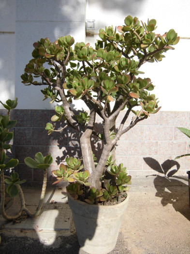 Crassula ovata