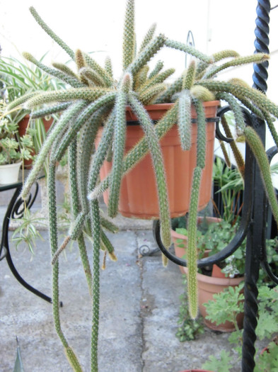 aporocactus flagelliformis