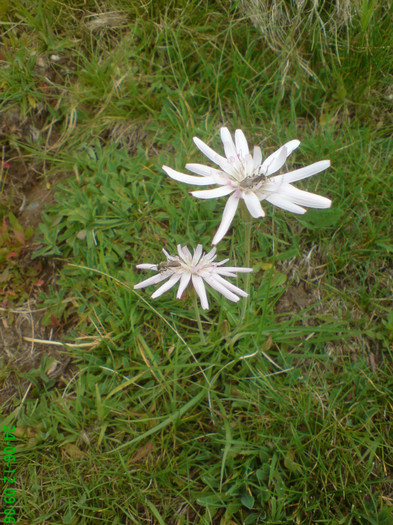 DSC07921