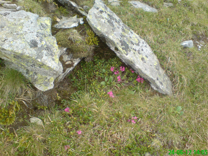 DSC07990 - Muntii Rodnei