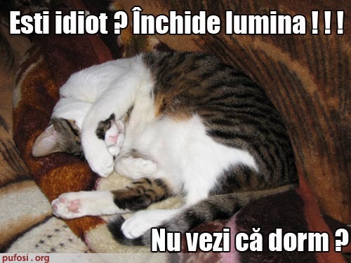 poze-amuzante-poza-amuzanta-pisica-este-deranjata-de-lumina-si-se-plange-ca-nu-poate-sa-doarma - pisici amuzante