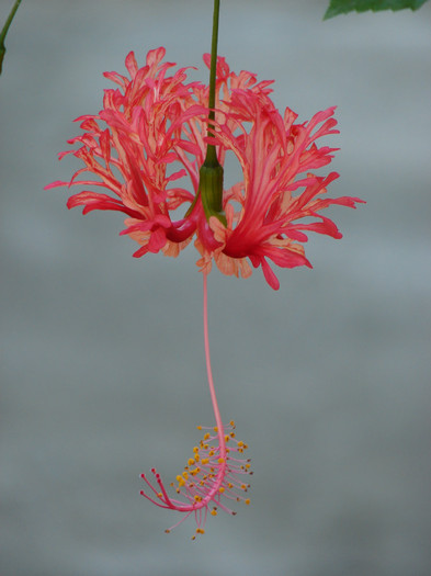 Schizopetalus - Hibiscus