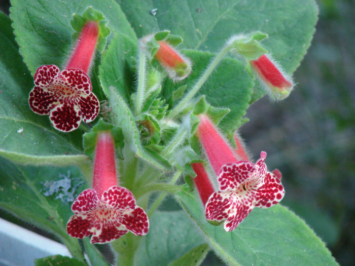 Bibi - Kohleria