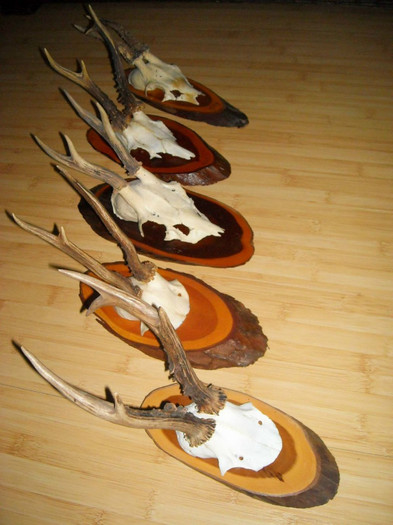 Pachet de cinci capriori_475 de lei - Seturi de trofee pentru decoruri rustice în vile și pensiuni