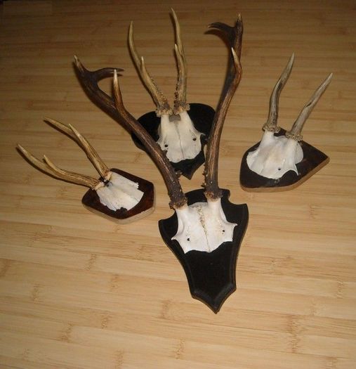 4. Pachet cu siberian= 285 de lei - Seturi de trofee pentru decoruri rustice în vile și pensiuni