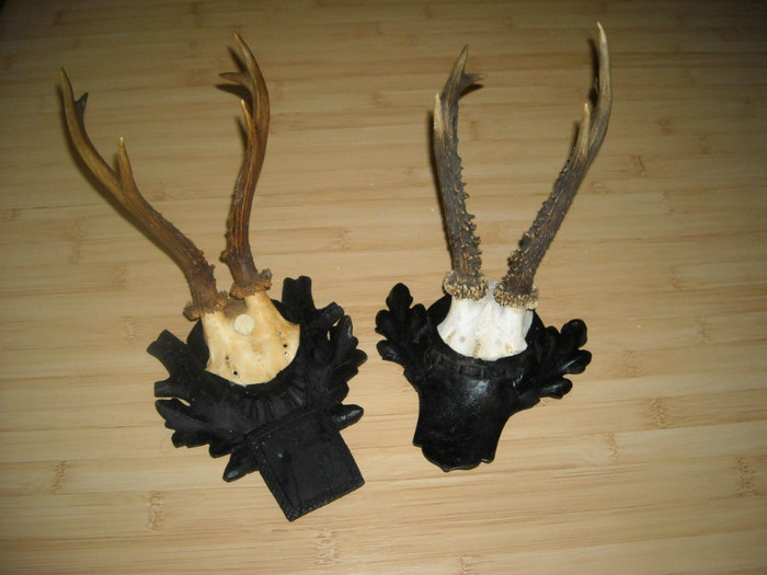 5. Pereche de capriori_300 de lei - Seturi de trofee pentru decoruri rustice în vile și pensiuni