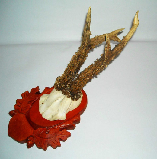 Caprior abnorm 2. = 275 de lei