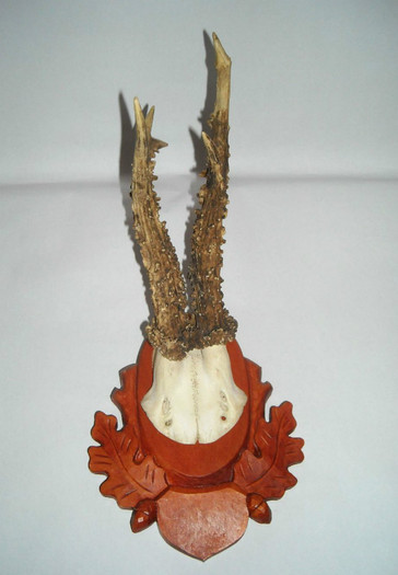 Caprior abnorm2 = 275 de lei