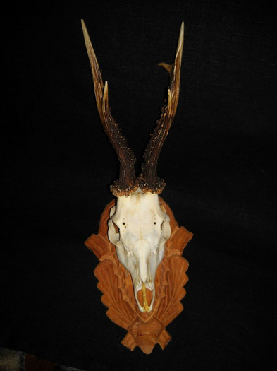 Caprior panoplie sculptata_1