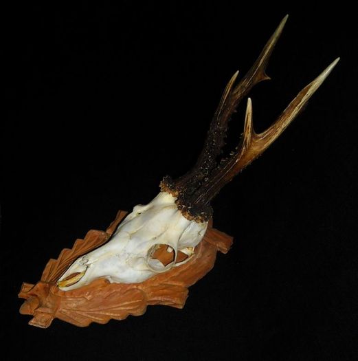 Caprior panoplie sculptata_4