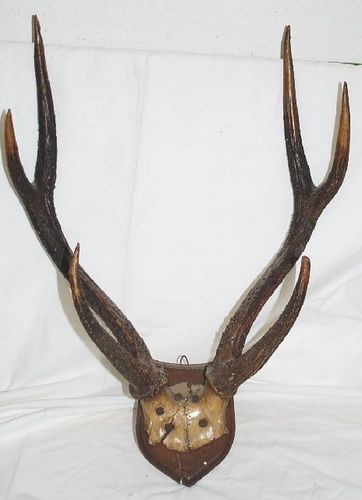 Cerb sika = 475 de lei