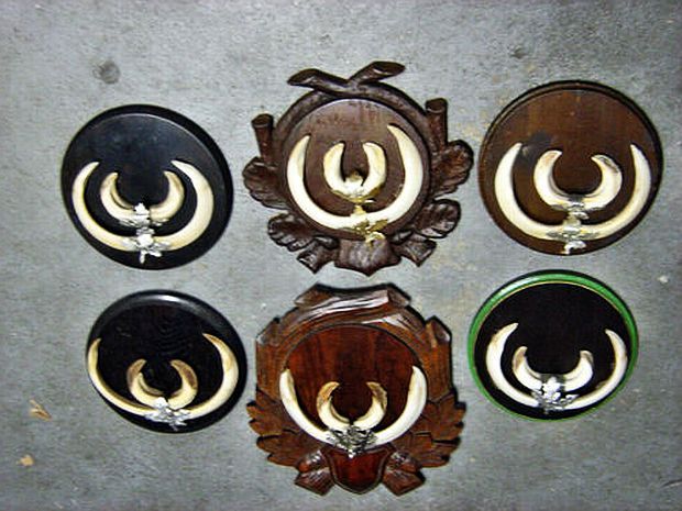 Colectie de colti2 = 825 de lei,