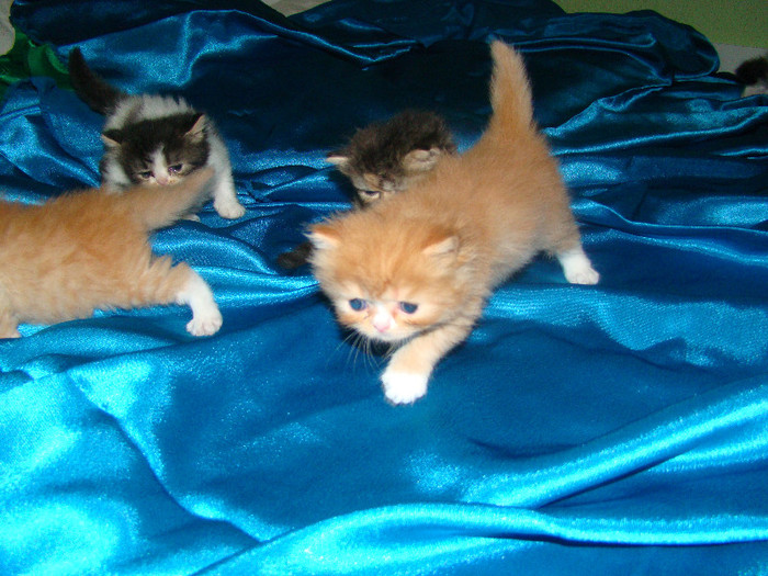 DSC04290 - vand pui pisica persana americana