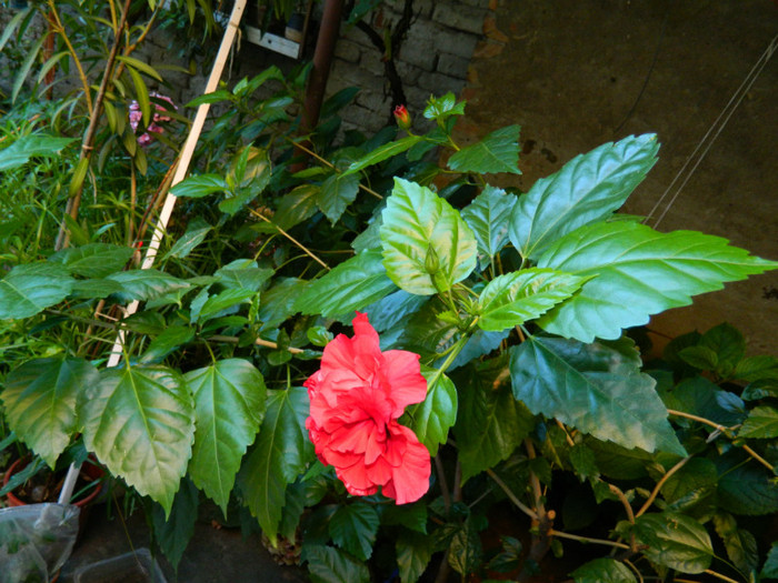 DSCN9908 - August 2012