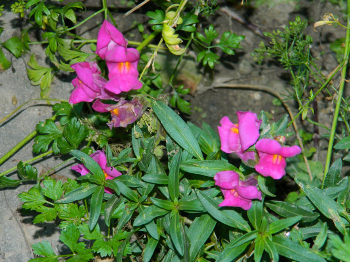 DSCN9936 - August 2012