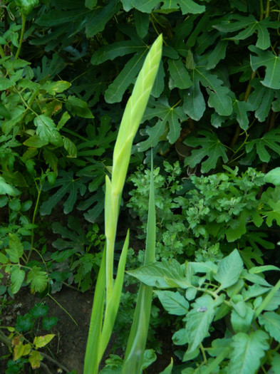 DSCN9937 - August 2012