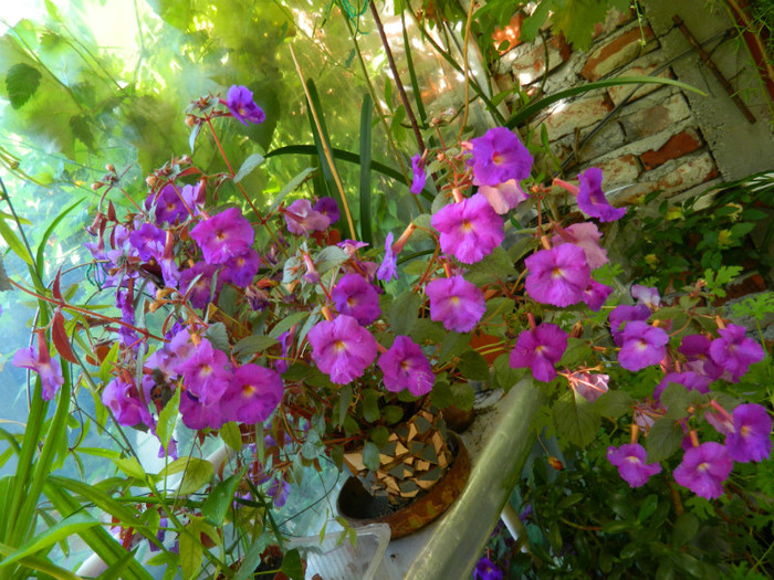 DSCN9953 - August 2012