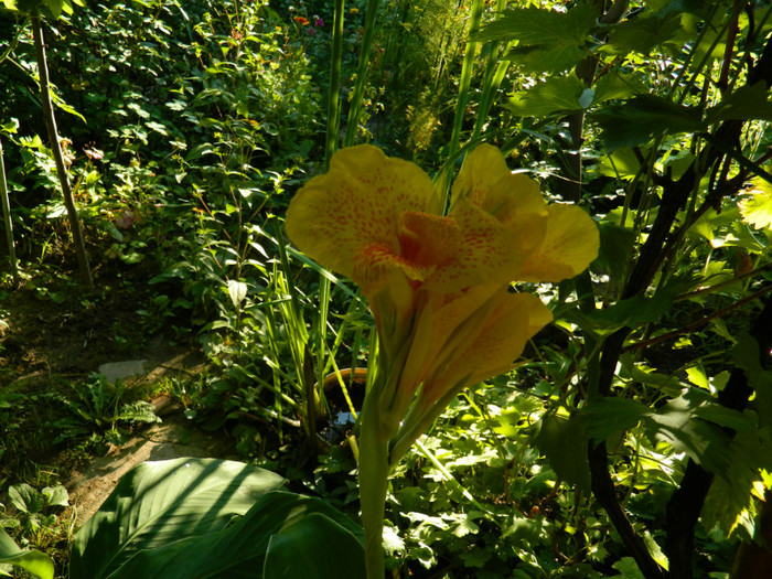 DSCN9955 - August 2012