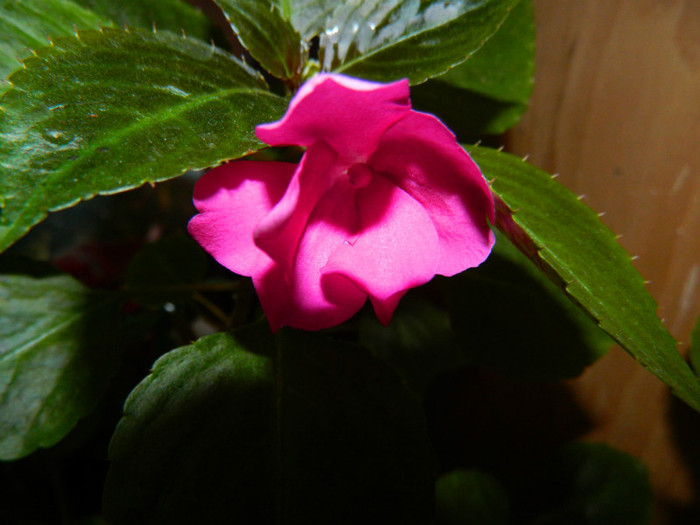 DSCN9958 - August 2012