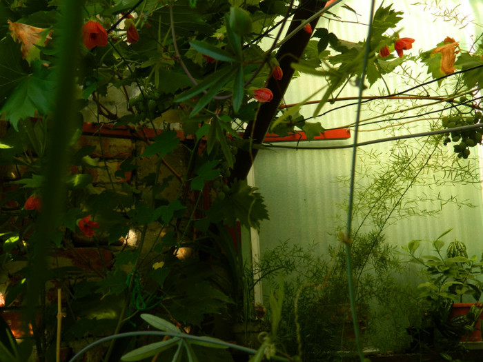 DSCN9964 - August 2012