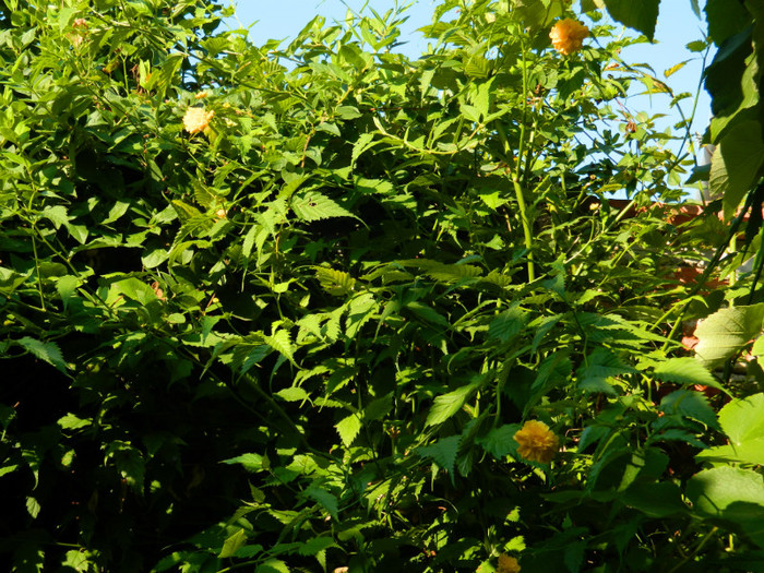 DSCN9968 - August 2012