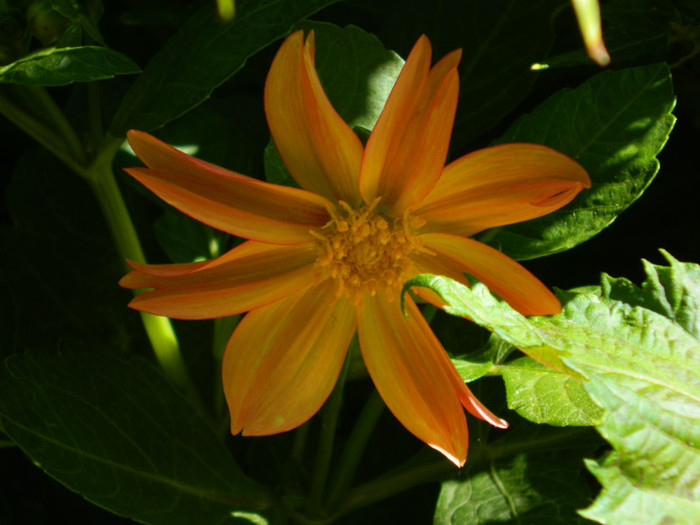 DSCN9980 - August 2012