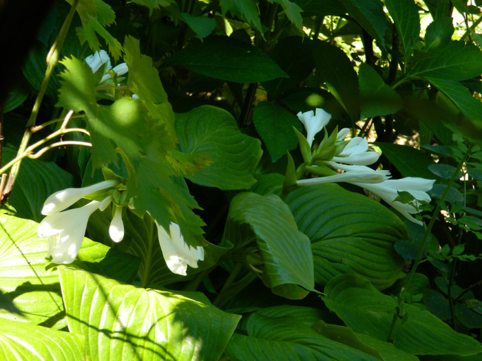 DSCN9981 - August 2012