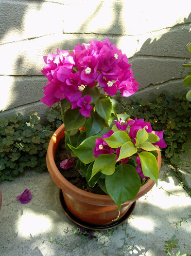 bougainvillea