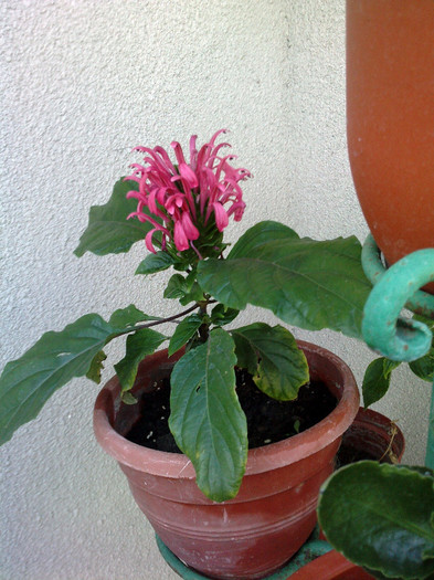 justicia carnea - FLORI 2012