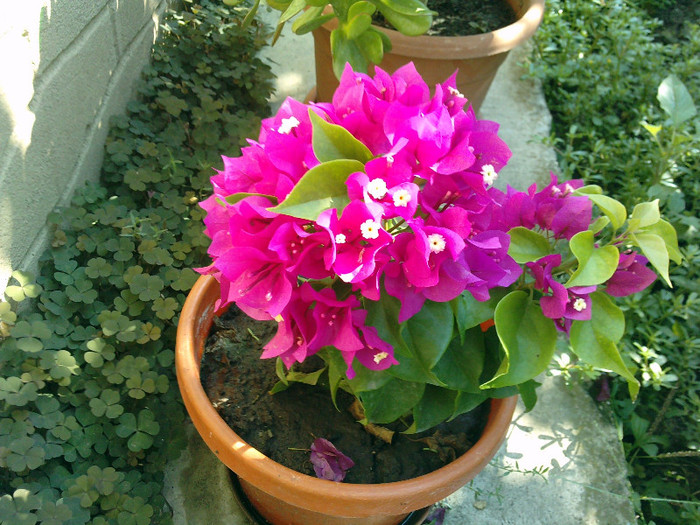 bougainvillea