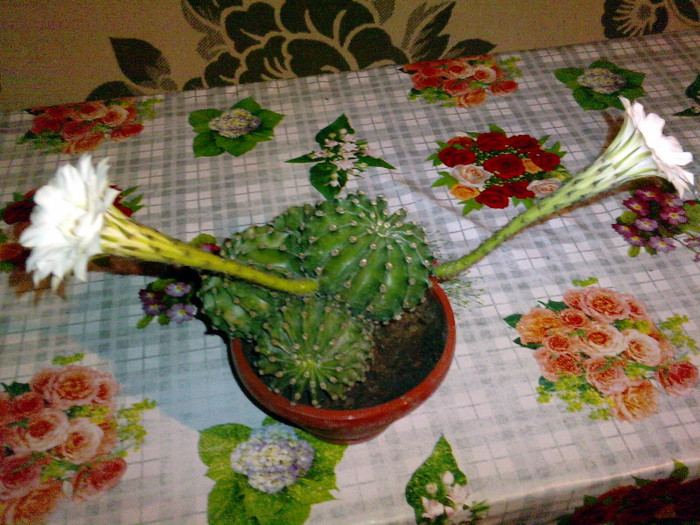 echinopsis - FLORI 2012