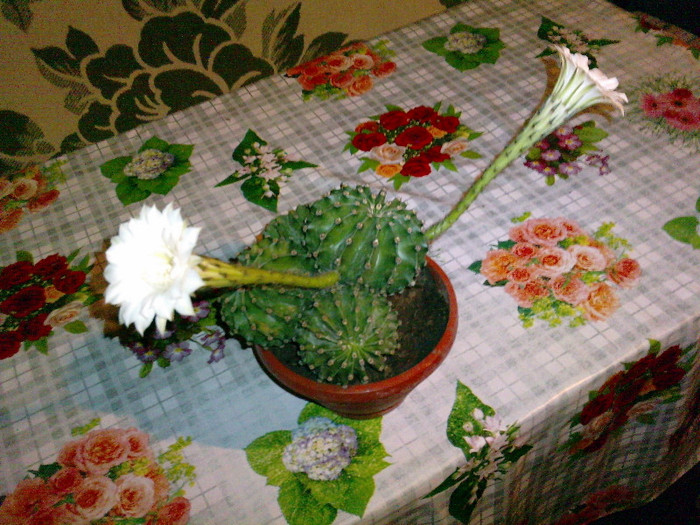 echinopsis - FLORI 2012