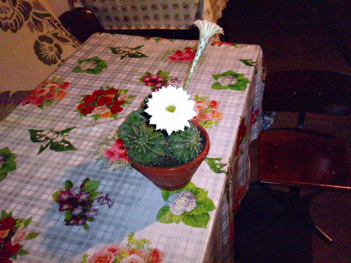 echinopsis - FLORI 2012