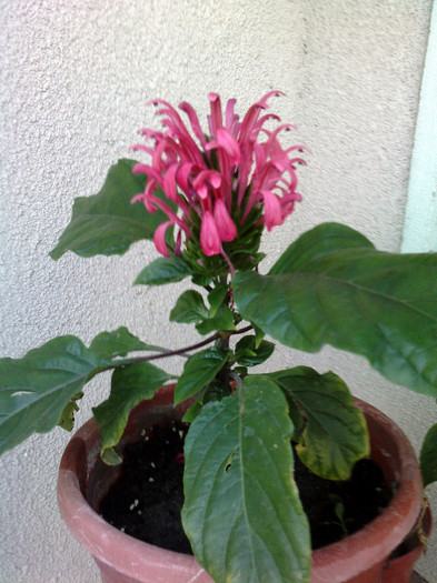 justicia carnea - FLORI 2012