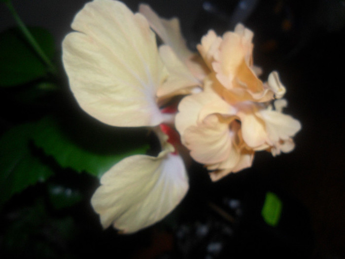 Hibiscus El Capitolio Sport of Sport