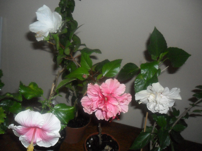 Hibiscus grup