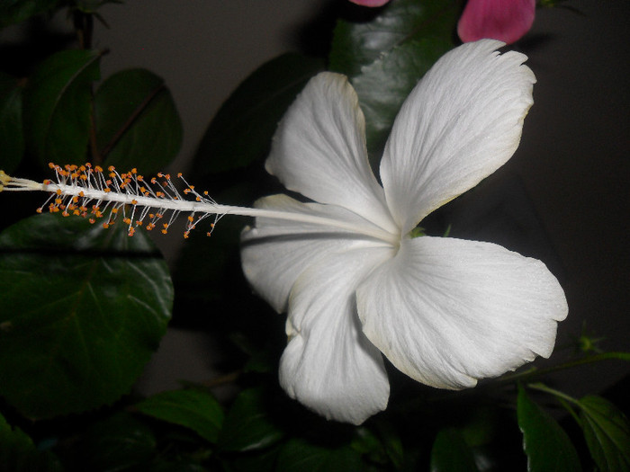 Hibiscus White Swann - Hibiscus 2012-2