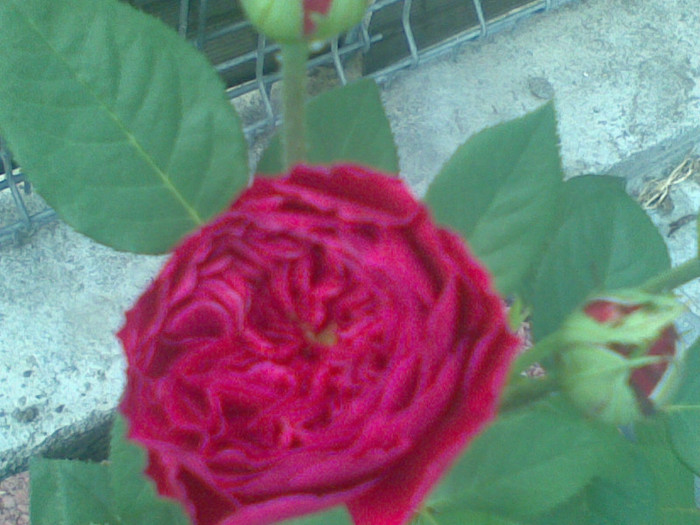 Falstaff - trandafiri