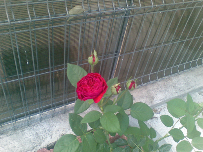 22072012(001) - trandafiri