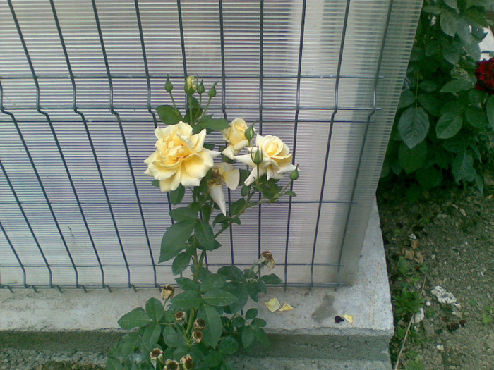 golden showers - trandafiri