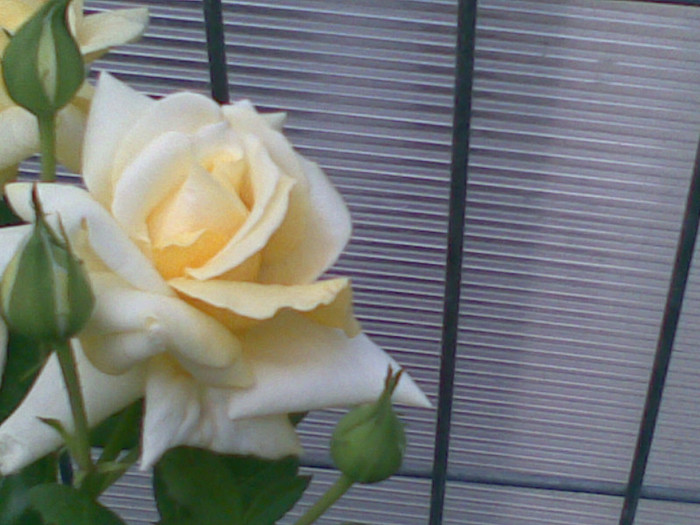 23072012(002) - trandafiri